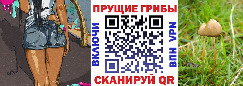mega онион  Димитровград  Галлюциногенные грибы MAGIC MUSHROOMS 