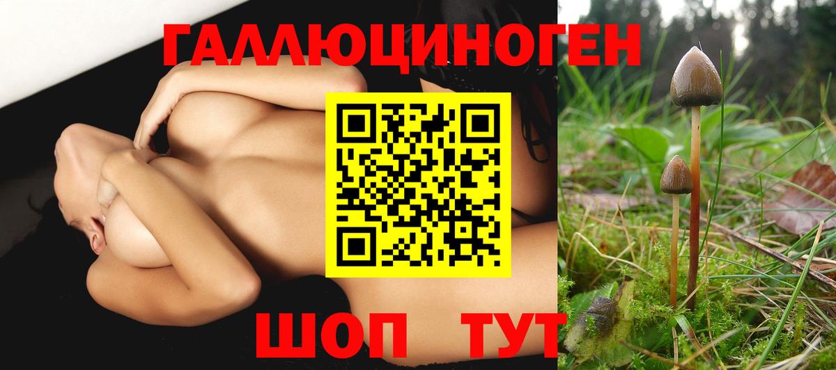 Псилоцибиновые грибы GOLDEN TEACHER  Вход с VPN  Псилоцибиновые грибы Psilocybine cubensis  Димитровград 